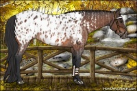 Horse Color:Brown Roan Appaloosa Rabicano and Brown Roan Appaloosa