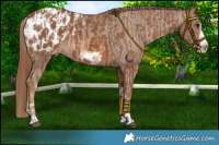 Horse Color:Chestnut Splash Frame Appaloosa and Chestnut Splash Frame Appaloosa Rabicano