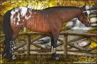 Horse Color:Bay Blanket Rabicano and Brown Blanket Rabicano