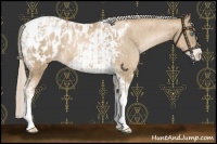 Horse Color:Chocolate Palomino Pearl Tobiano Frame Appaloosa and Chocolate Palomino Pearl Tobiano Frame Appaloosa