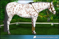 Horse Color:Bay Roan Sabino Appaloosa Rabicano  and Bay Roan Sabino Appaloosa Rabicano 
