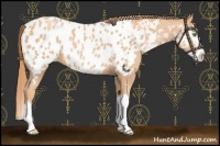 Horse Color:Gold Champagne Splash Near Leopard 