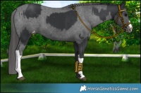 Horse Color:Black Appaloosa  and Black Appaloosa 