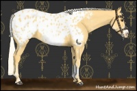 Horse Color:White Spotted Palomino Sabino Frame Appaloosa 