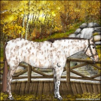 Horse Color:Bay Dun Appaloosa  and Amber Champagne Dun Appaloosa 