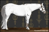 Horse Color:Bay Sabino Appaloosa Rabicano  and Bay Sabino Splash Appaloosa Rabicano 