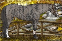 Horse Color:Black Appaloosa  and Grullo Appaloosa