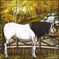 Horse Color:Bay Dun Near Fewspot  and Bay Dun Tobiano Near Fewspot 
