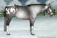 Horse Color:Gray White Spotted Brown Blanket