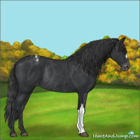 Horse Color:Black Appaloosa Rabicano 
