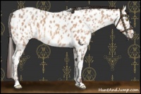 Horse Color:Amber Champagne Sabino Tobiano Near Leopard  and Amber Champagne Sabino Tobiano Near Leopard 