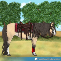Horse Color:Buckskin 