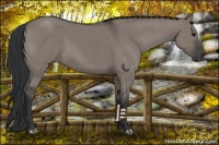 Horse Color:Grullo 