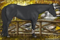Horse Color:Black 