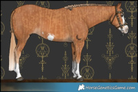 Horse Color:Chestnut Splash Frame  and Chestnut Splash Frame 