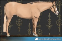 Horse Color:Gold Champagne Splash 