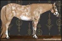 Horse Color:White Spotted Chestnut Sabino Frame