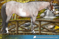 Horse Color:White Spotted Bay Roan Frame