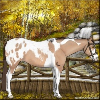 Horse Color:Amber Champagne Sabino Tobiano Appaloosa and Amber Champagne Sabino Tobiano Appaloosa