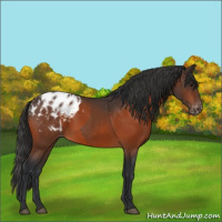 Horse Color:Brown Appaloosa  and Brown Appaloosa Rabicano 