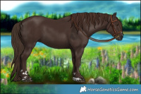 Horse Color:Liver Chestnut 