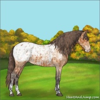 Horse Color:Bay Appaloosa  and Amber Champagne Appaloosa 