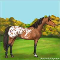 Horse Color:Bay Appaloosa and Bay Appaloosa