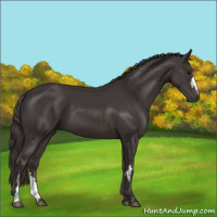 Horse Color:Smoky Black and Smoky Black