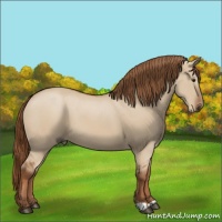 Horse Color:Red Dun 