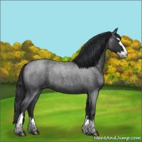 Horse Color:Blue Roan Splash 