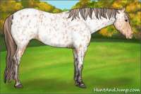 Horse Color:Bay Appaloosa and Amber Champagne Appaloosa