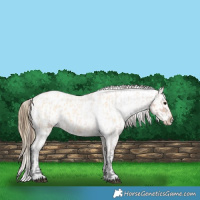 Horse Color:Bay Roan Appaloosa  and Buckskin Roan Appaloosa 