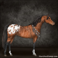 Horse Color:Bay Appaloosa Rabicano  and Bay Appaloosa Rabicano 