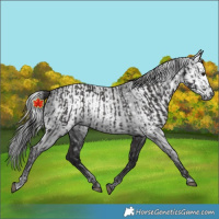 Horse Color:Smoky Black  and Gray Smoky Black 