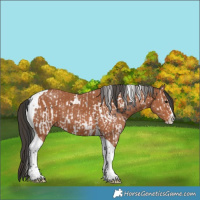 Horse Color:Black Splash Tobiano  and Bay Splash Tobiano 