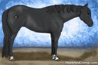 Horse Color:Black Rabicano  and Black Rabicano 