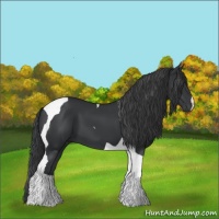 Horse Color:Black Tobiano 