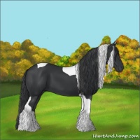 Horse Color:Black Tobiano 