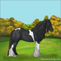 Horse Color:Black Tobiano 