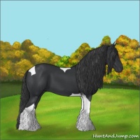Horse Color:Black Tobiano