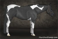 Horse Color:Blue Roan Tobiano 