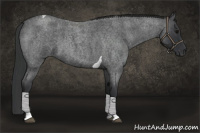 Horse Color:Blue Roan Tobiano