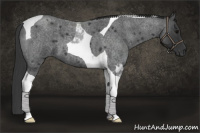 Horse Color:Blue Roan Tobiano 