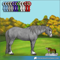 Horse Color:Black Appaloosa Rabicano 