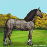 Horse Color:Smoky Black  and Smoky Grullo 