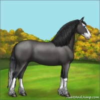 Horse Color:Black Splash 