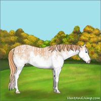 Horse Color:Chestnut Splash Tobiano and Chestnut Splash Tobiano