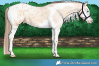 Horse Color:Buckskin Dun Splash Tobiano  and Amber Champagne Dun Splash Tobiano Blanket 
