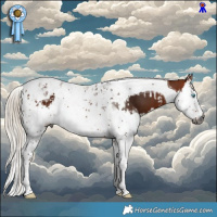 Horse Color:Gray Silver Bay Splash Tobiano  and Gray Silver Bay Splash Tobiano 