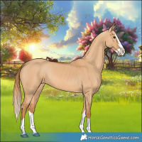 Horse Color:Red Dun Splash 